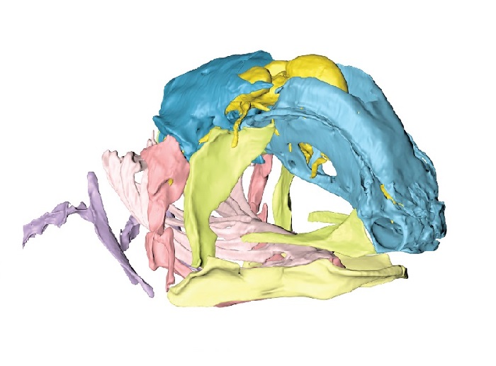 Coelacanth reveals new insights into skull evolution