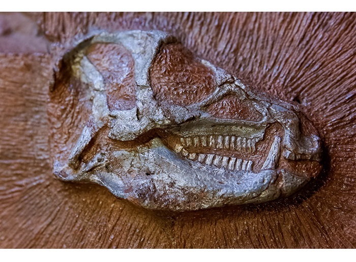New fossil sheds light on the evolution of how dinosaurs breathed