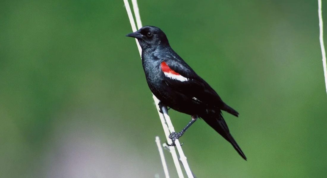 RefSeq Release 229 is Now Available!