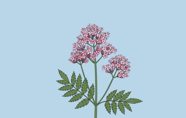 バレリアンなどの伝統的なハーブの働き