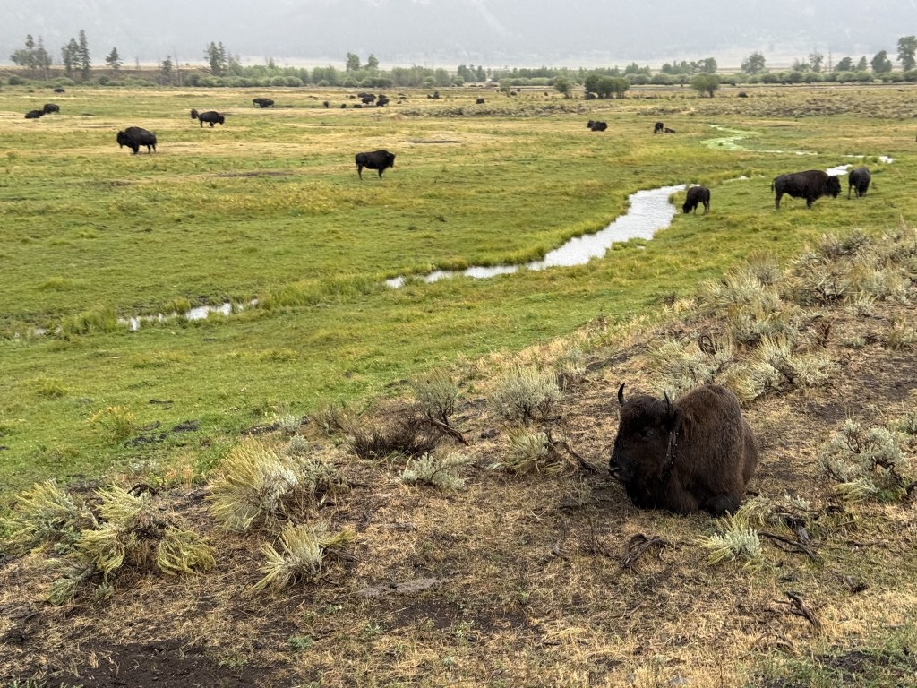 Bison in Lamar Valley Bison in Lamar Valley