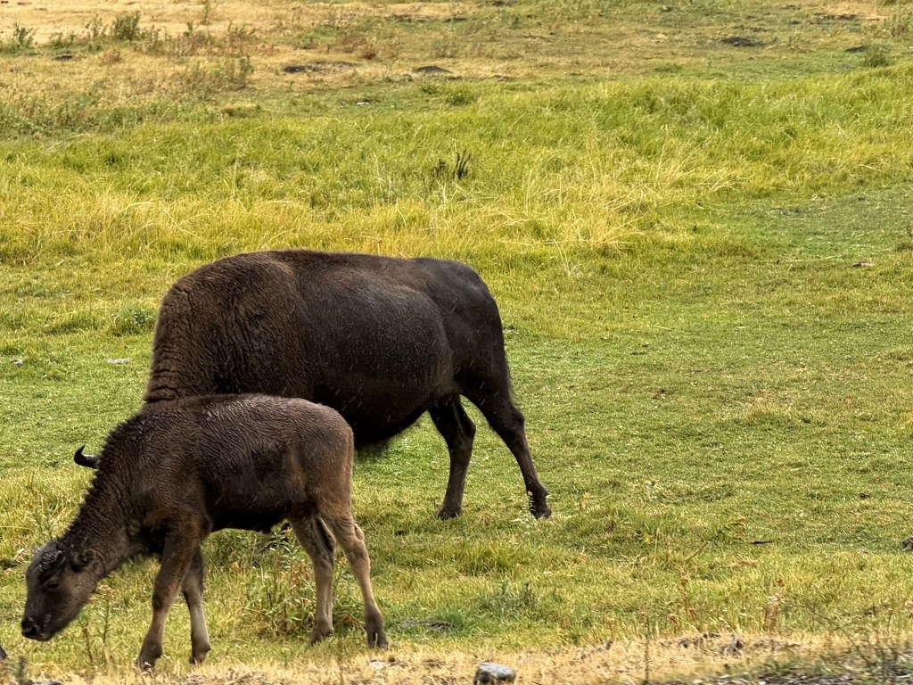 Bison in Lamar Valley Bison in Lamar Valley