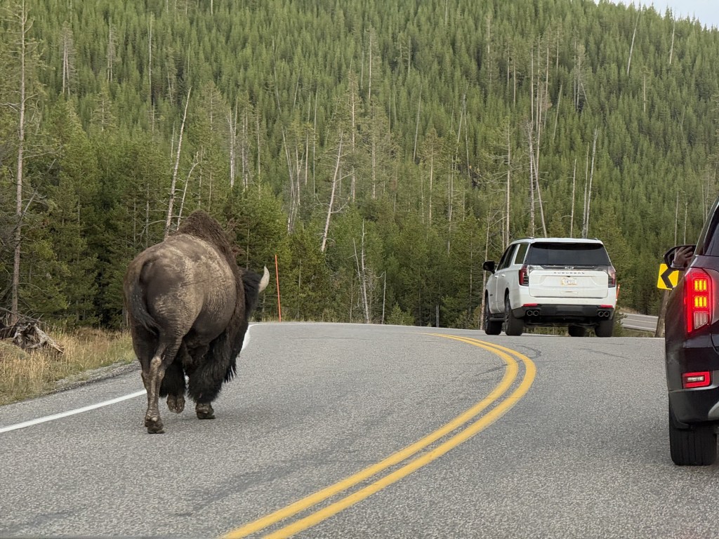 Bison strolling on the road Bison strolling on the road