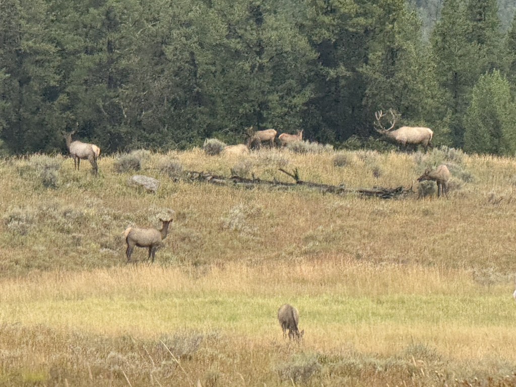 Elk Elk
