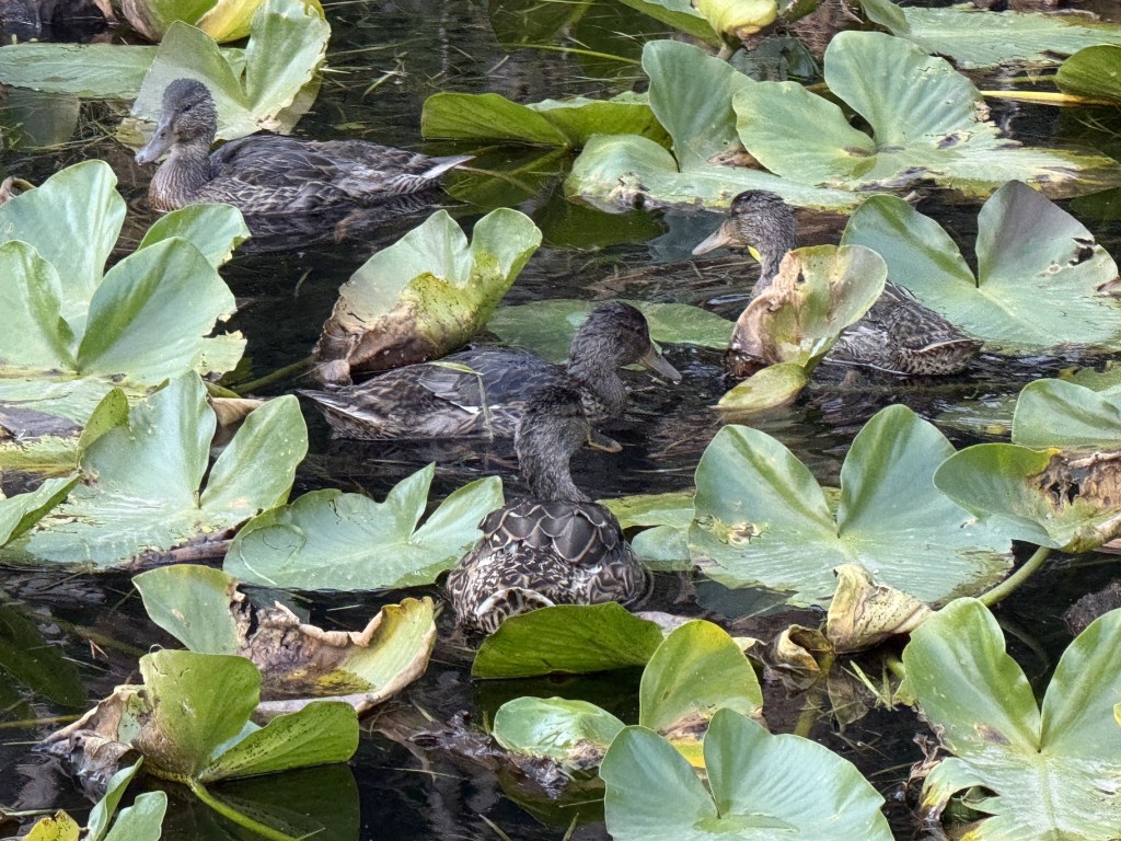 Ducks in Isa Lake Ducks in Isa Lake