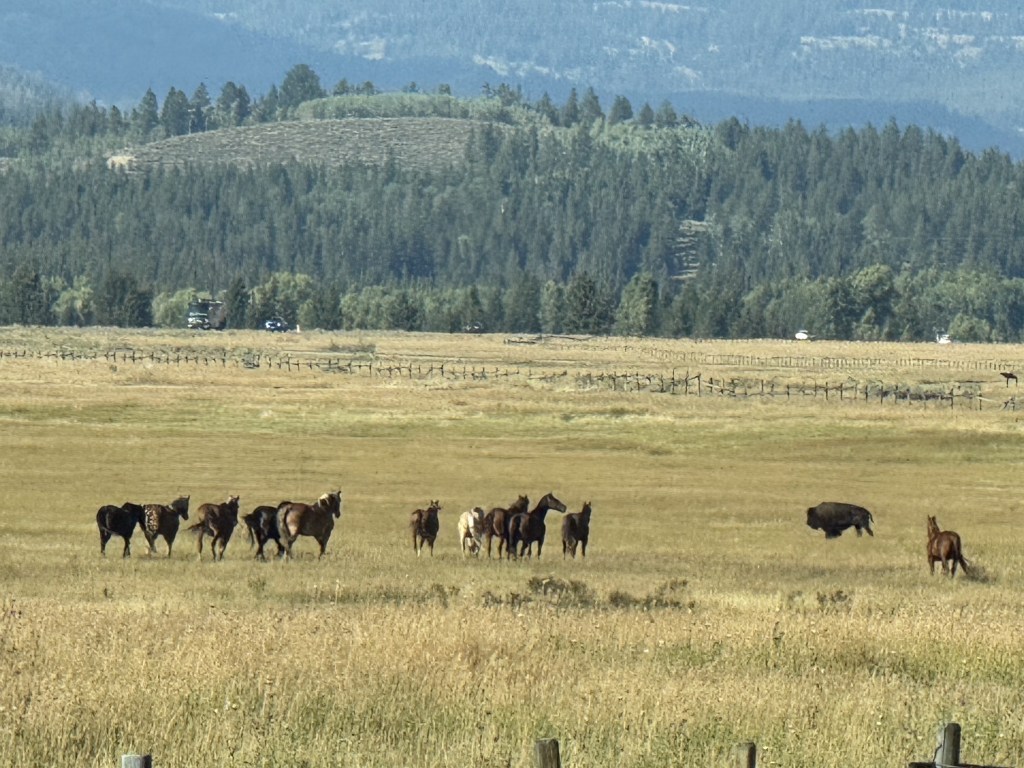Horses and bison Horses and bison