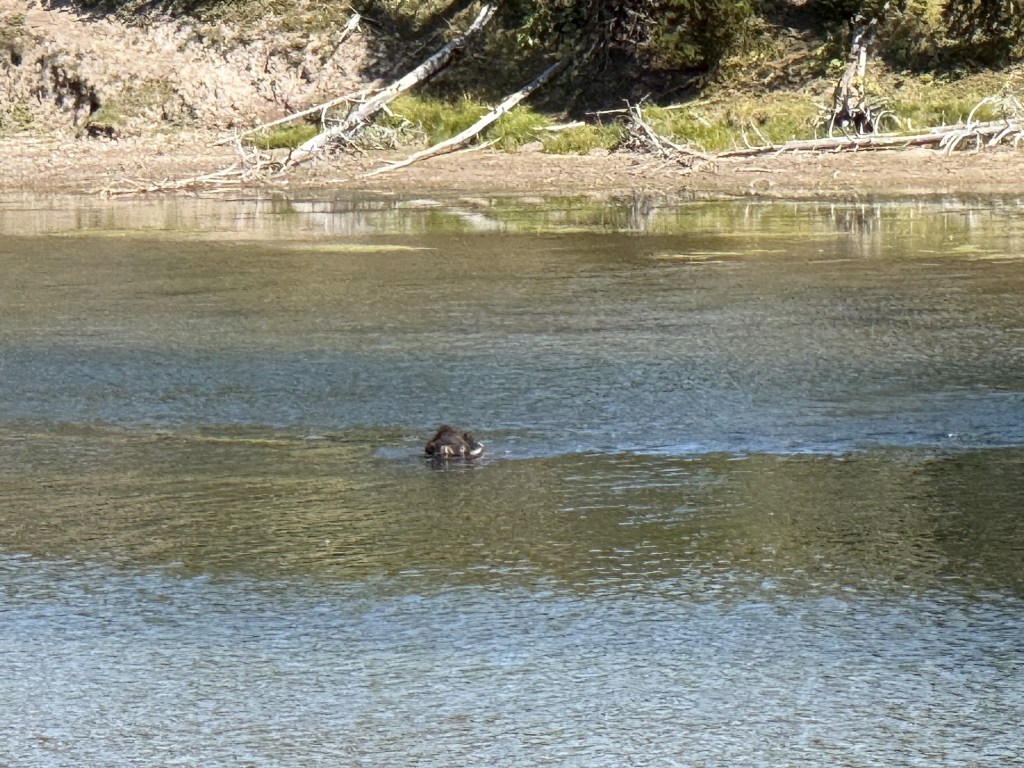 Bison swimming across Yellowstone River Bison swimming across Yellowstone River