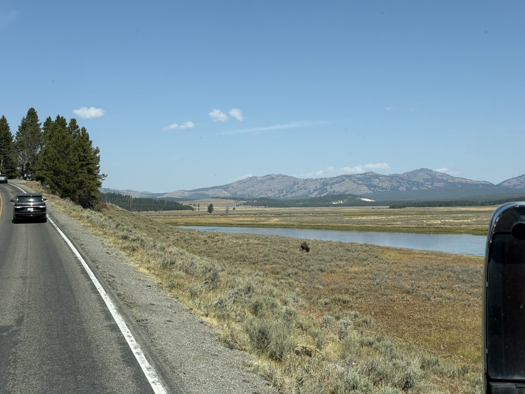 Lone bison Lone bison