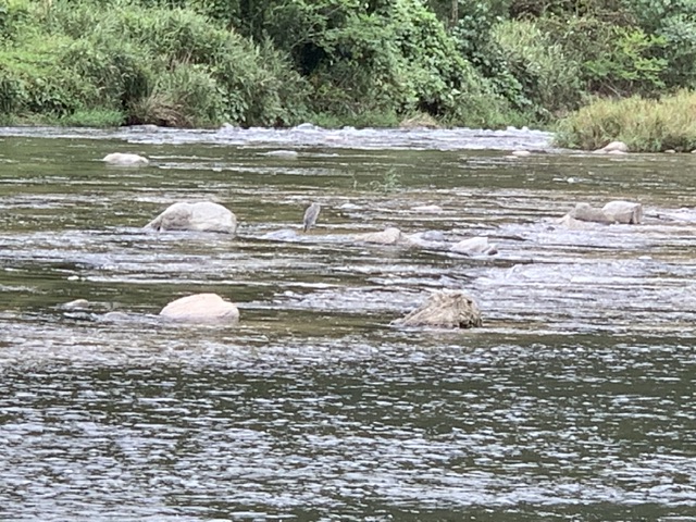 オシドリ観察小屋