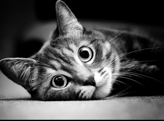 Simple Image Carousel Slider With Pure JavaScript