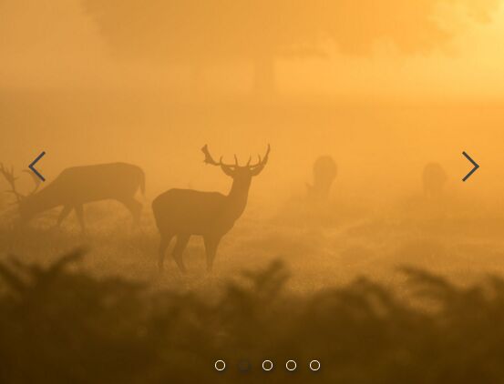 Full Width Responsive Image Slider with JavaScript – Gallry.js