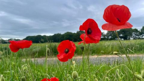 Red flowers on a field in front of a dark grey overcast sky