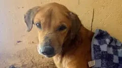 Un gros plan sur la tête d'un chien au pelage couleur sable qui regarde l'appareil photo. Une couverture bleue à carreaux recouvre une partie de son corps.