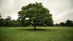 Черешчатый дуб в Англии