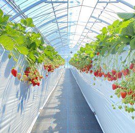 福岡農園 いちご狩り