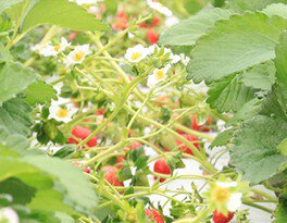 いちごきらり いちご狩り