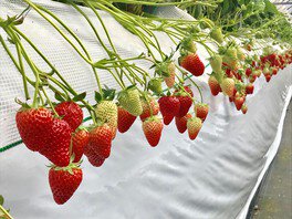 いちごきらり minou village (みのうヴィレッジ)いちご狩り