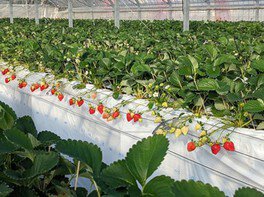 いるべのいちご園 いちご狩り