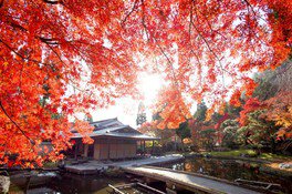 しょうざんリゾート京都の紅葉