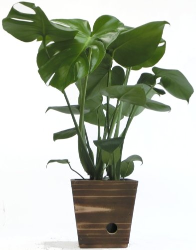 木製5寸モンステラ