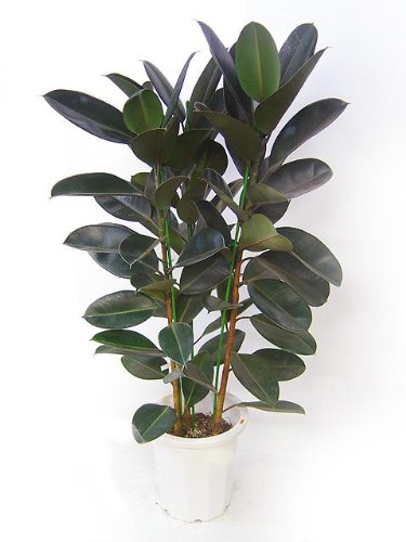 フィカス・エラスティカ(バーガンディー)