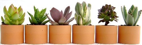 テラコッタ2寸多肉6点セット