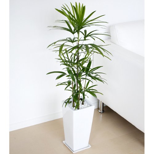 棕櫚竹(シュロチク) ロングスクエア陶器鉢植え 7号