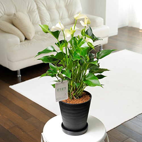 観葉植物 アンスリウム(白) 6号※黒丸鉢皿付 <ご自宅やお店のインテリアに 観賞用の癒しの植物に >【お届け日指定OK】