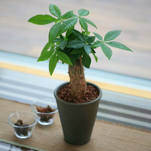 発財樹 パキラ 4号陶器 鉢植え 観葉植物 インテリア グリーン