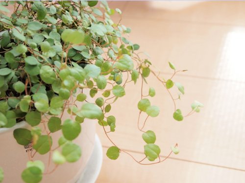 【6か月枯れ保証】【つる性】ワイヤープランツ 0.1m