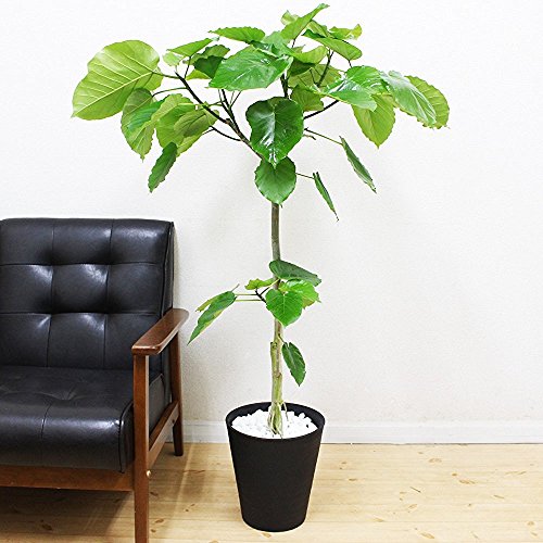 フィカス ウンベラータ ゴムの木 8号 ブラックセラアート鉢 観葉植物 中型 大型 インテリア
