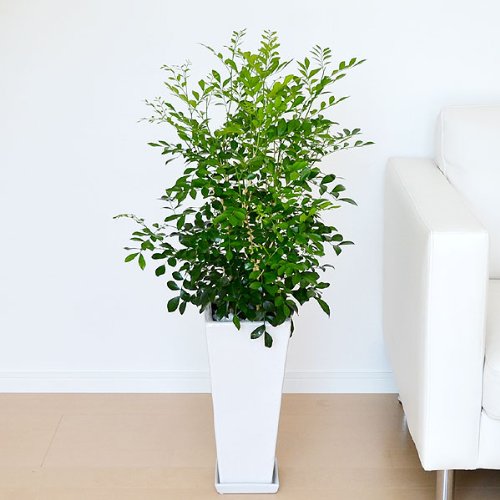 シルクジャスミン(ゲッキツ) ロングスクエア陶器鉢植え 7号