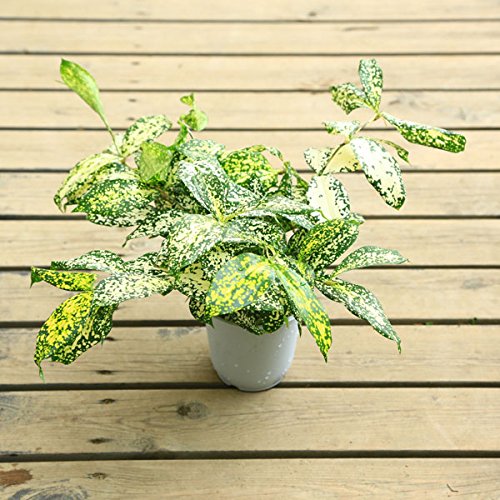 観葉植物:ドラセナ スルクロサ ゴッドセフィアナ*