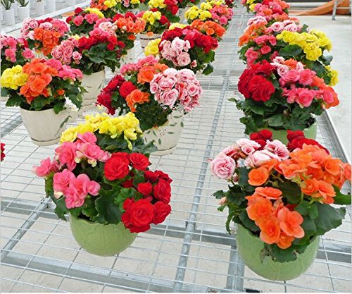 花の種15個の種子鉢植えの花ローズリーガーベゴニアの種子ベゴニア盆栽種子ホームガーデン