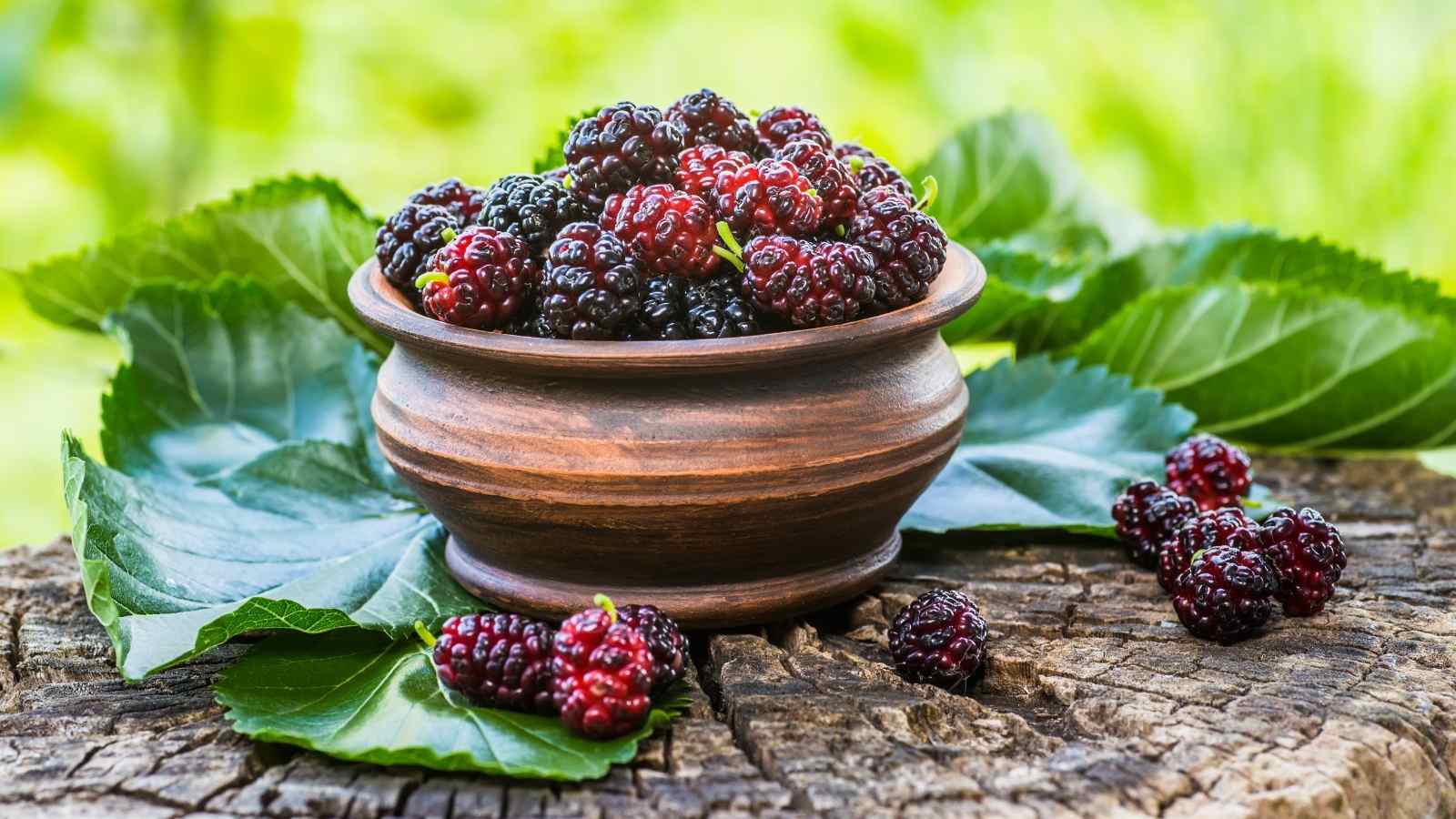 mulberry and leaves
