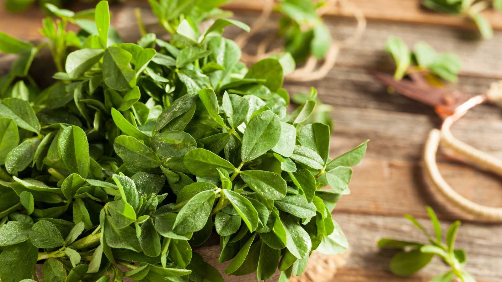 Fenugreek