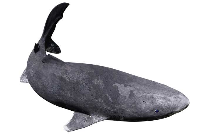 ニシオンデンザメ