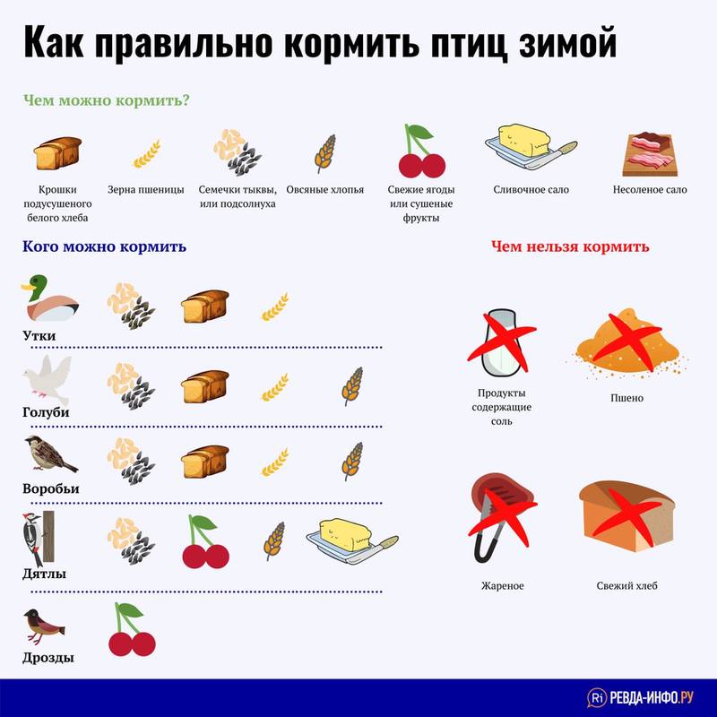 Кормление птичек Кормление птичек