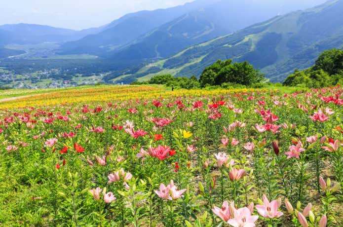 お花畑が広がる山