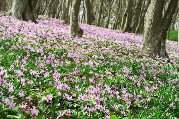 かたくりの群生