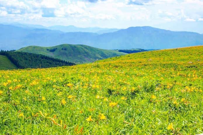 霧ヶ峰高原 車山 ニッコウキスゲ