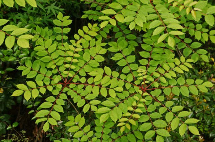 ヤマウルシの若葉