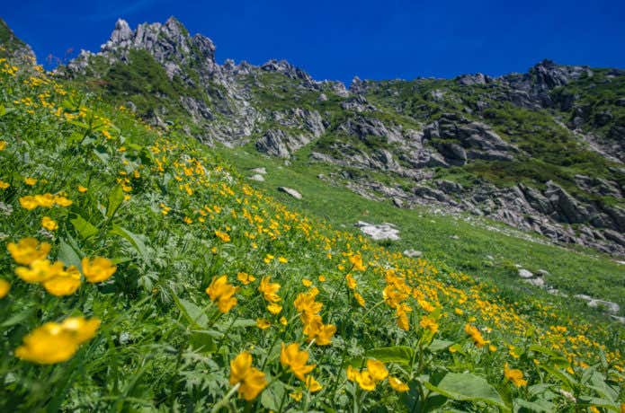 千畳敷カールの花畑