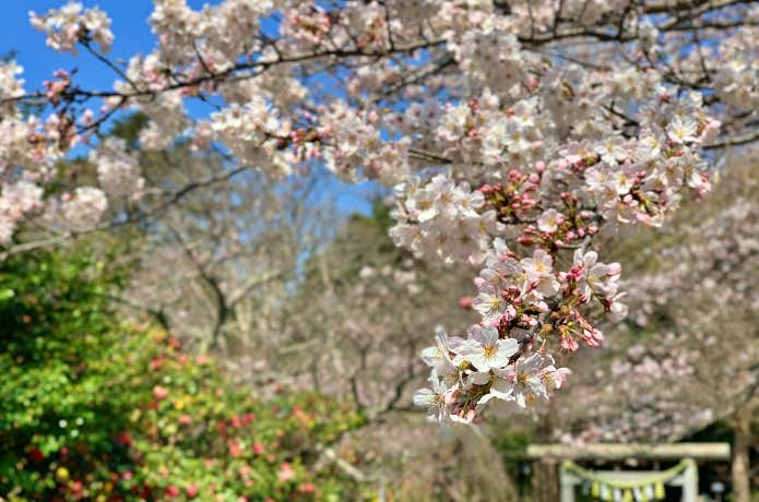 葛原岡神社の桜