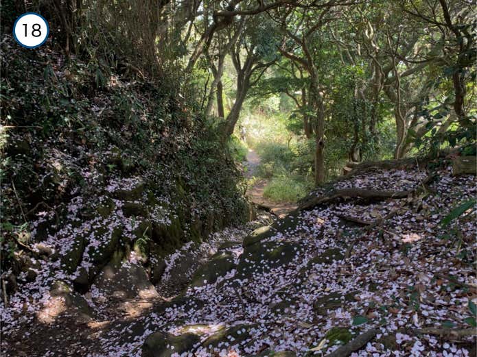 森の中のハイキングコース