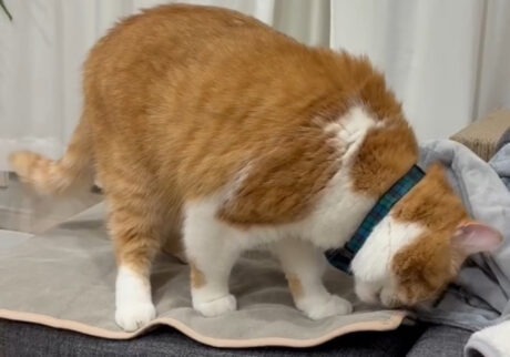 クセになる、この匂い。【とろろ、もふもふDays。vol.164】 クセになる、この匂い。【とろろ、もふもふDays。vol.164】