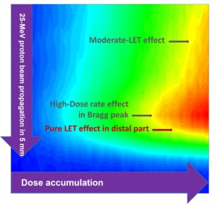 Au cœur du pic de Bragg : mieux comprendre la chimie radicalaire induite par les protons
