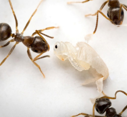 Main image for article