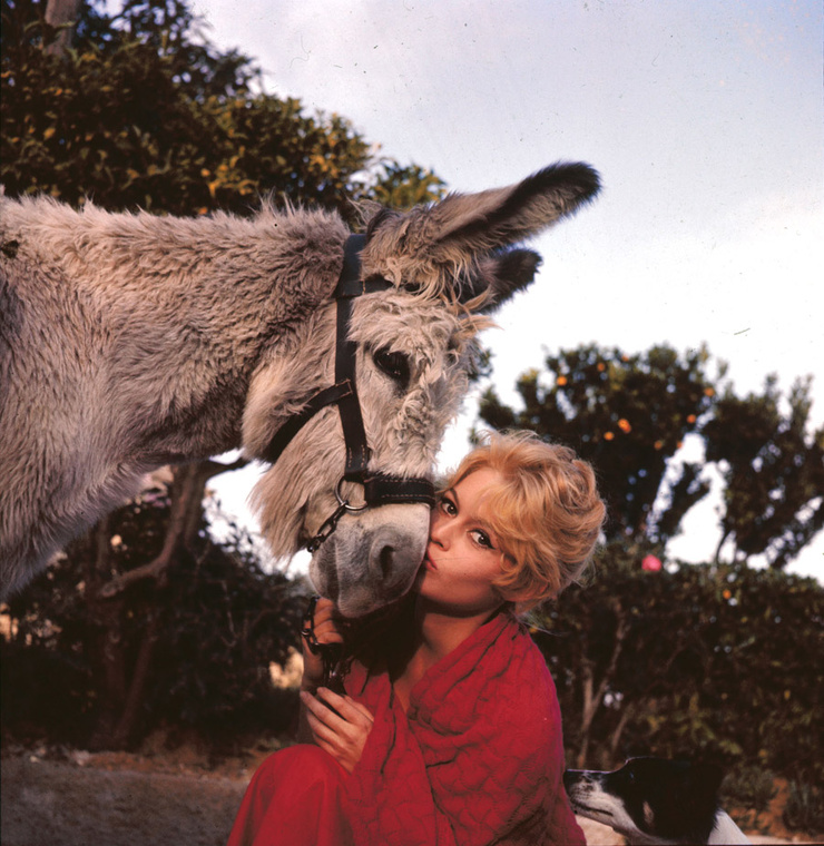 Brigitte Bardot Brigitte Bardot