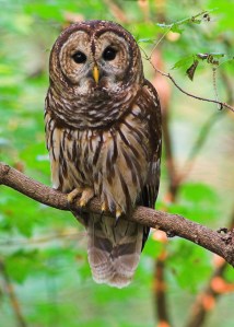 barred-owl